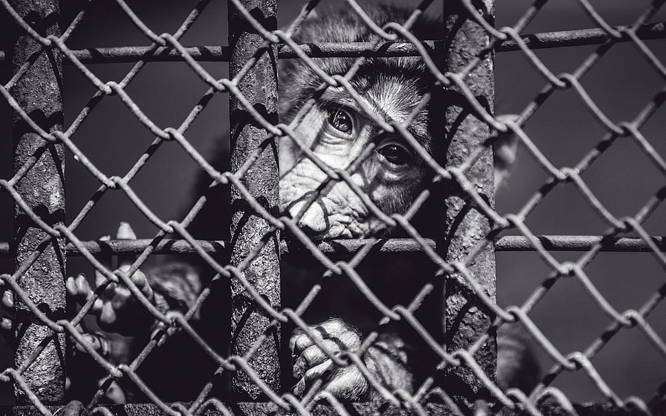 gray scale photography of monkey HD wallpaper